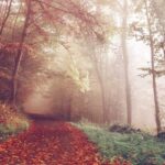 Regional Markets Rally on Energy Outlook