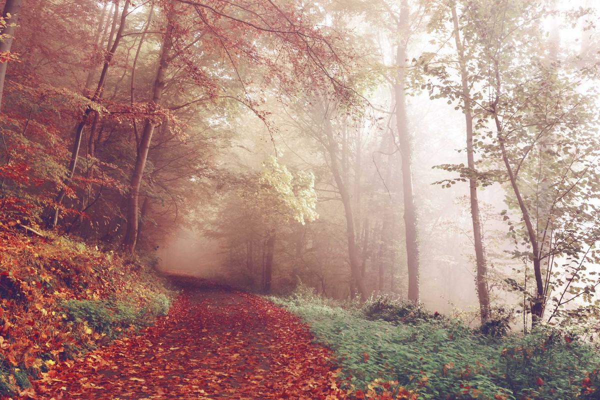 Regional Markets Rally on Energy Outlook